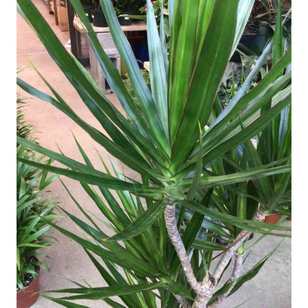 Dracaena Marginata 'green' (dragonnier) Taille Pot De 80l - Total 175/200cm – Image 2
