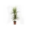 Dracaena Marginata 'green' (dragonnier) Taille Pot De 80l - Total 175/200cm