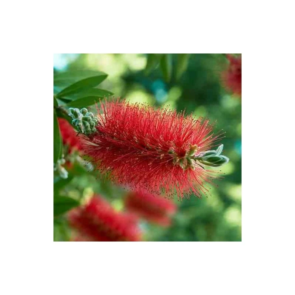 Callistemon Laevis Rouge - Taille Pot De 2 Litres - 60/80 Cm – Image 3