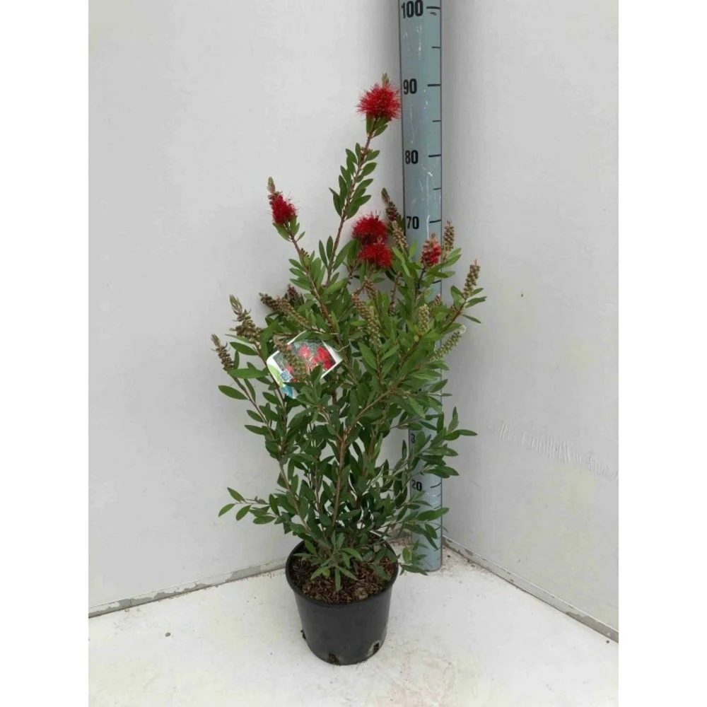 Callistemon Laevis Rouge - Taille Pot De 2 Litres - 60/80 Cm – Image 2