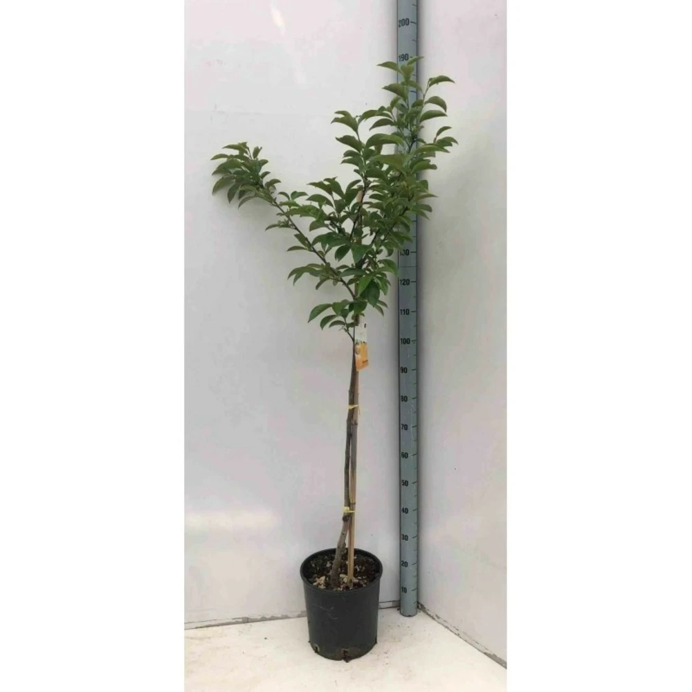 Diospyros Kaki Var.fuyu (plaqueminier) Taille Pot De 7 Litres ? 100/120 Cm - Jaune – Image 2