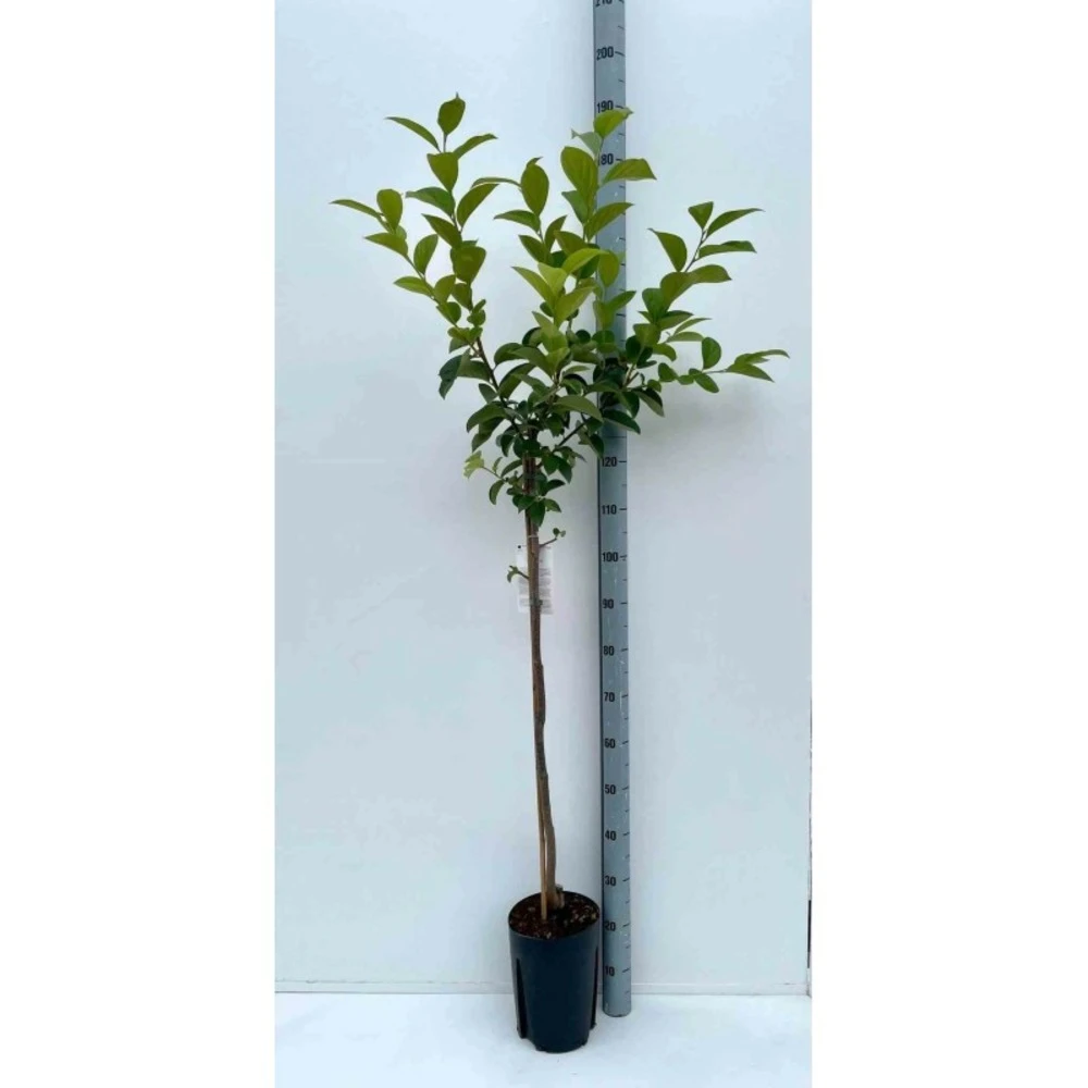 Diospyros Kaki Var.fuyu (plaqueminier) Taille Pot De 7 Litres ? 100/120 Cm - Jaune