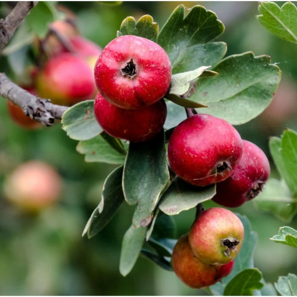 Crataegus Azarolus (acerolier, épine D?espagne) Blanc - Taille Pot De 7 Litres ? 120/140 Cm