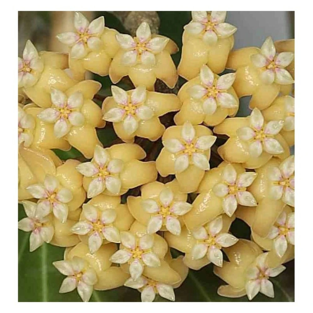Hoya Cominsii (fleur De Porcelaine, Fleur De Cire) Jaune - Taille Pot De 2 Litres - 20/40 Cm
