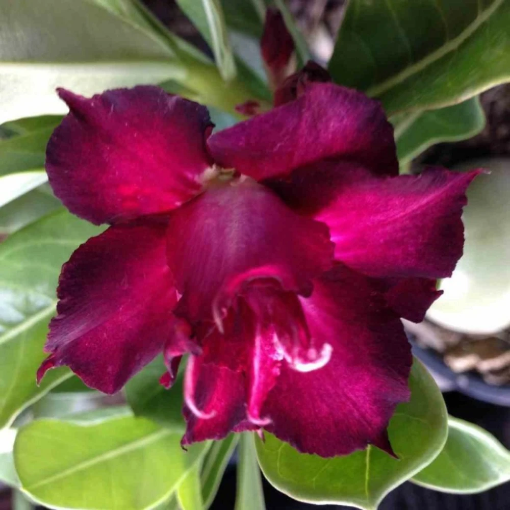 Adenium Obesum Cv.muang Dang Rouge - Taille Caudex D'environ 300g 20/25cm – Image 2