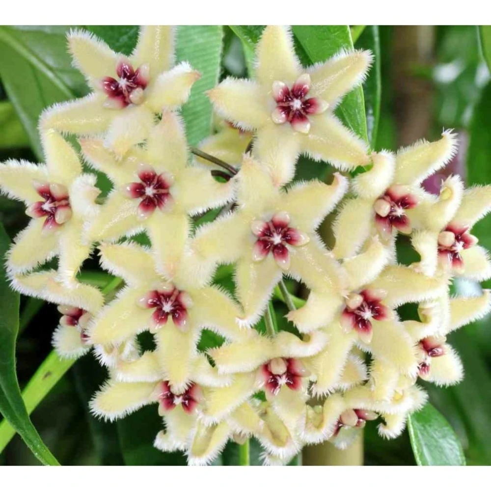 Hoya Buotii (fleur De Porcelaine, Fleur De Cire) Taille Pot De 2 Litres - 20/40 Cm - Blanc Et Rose