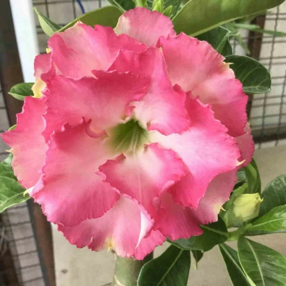 Adenium Obesum Cv.leera Pink Rose - Taille Caudex D'environ 2000g 25/30cm Très Gros Caudex