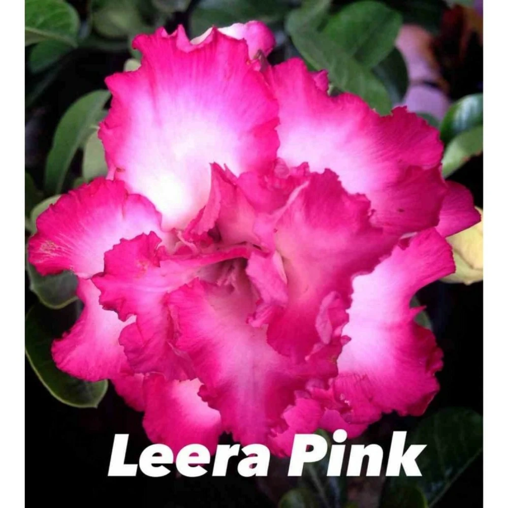 Adenium Obesum Cv.leera Pink Rose - Taille Caudex D'environ 2000g 25/30cm Très Gros Caudex – Image 2