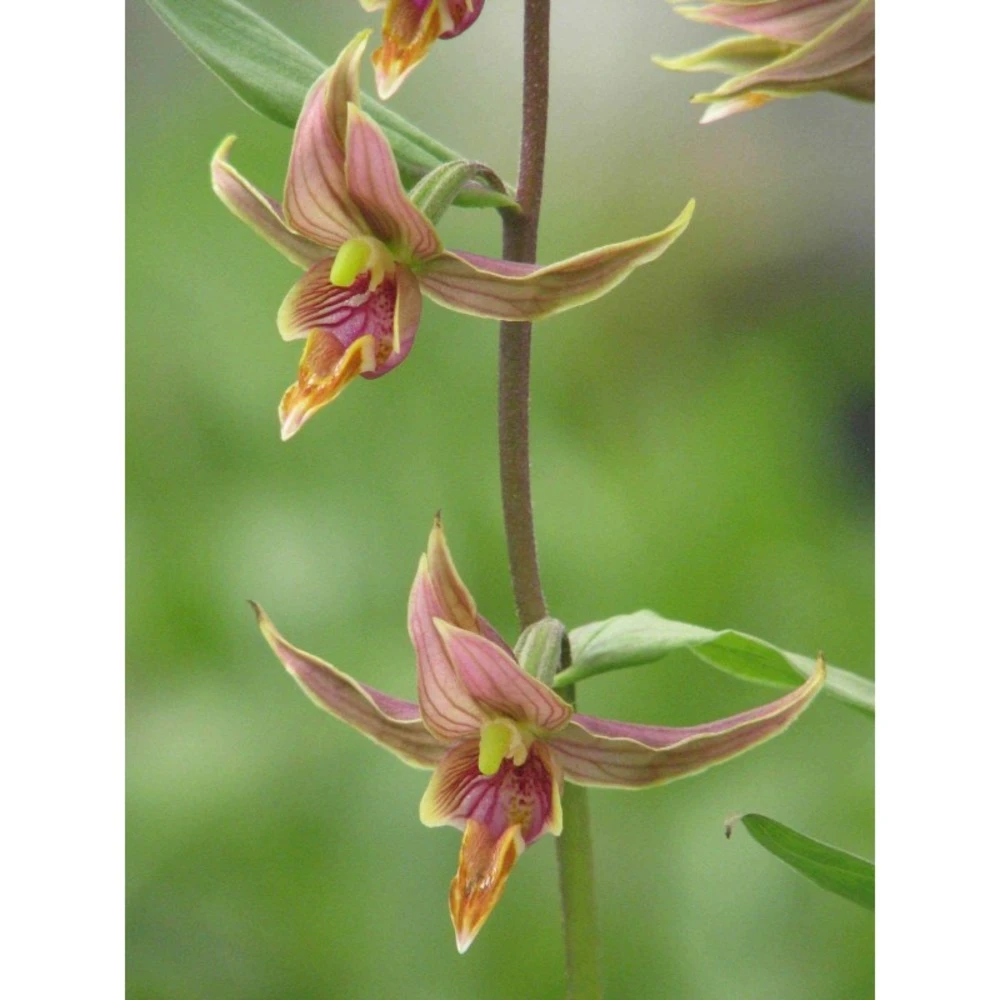 Epipactis Gigantea Taille Pot De 1 Litre - 0/60 Cm - Rouge