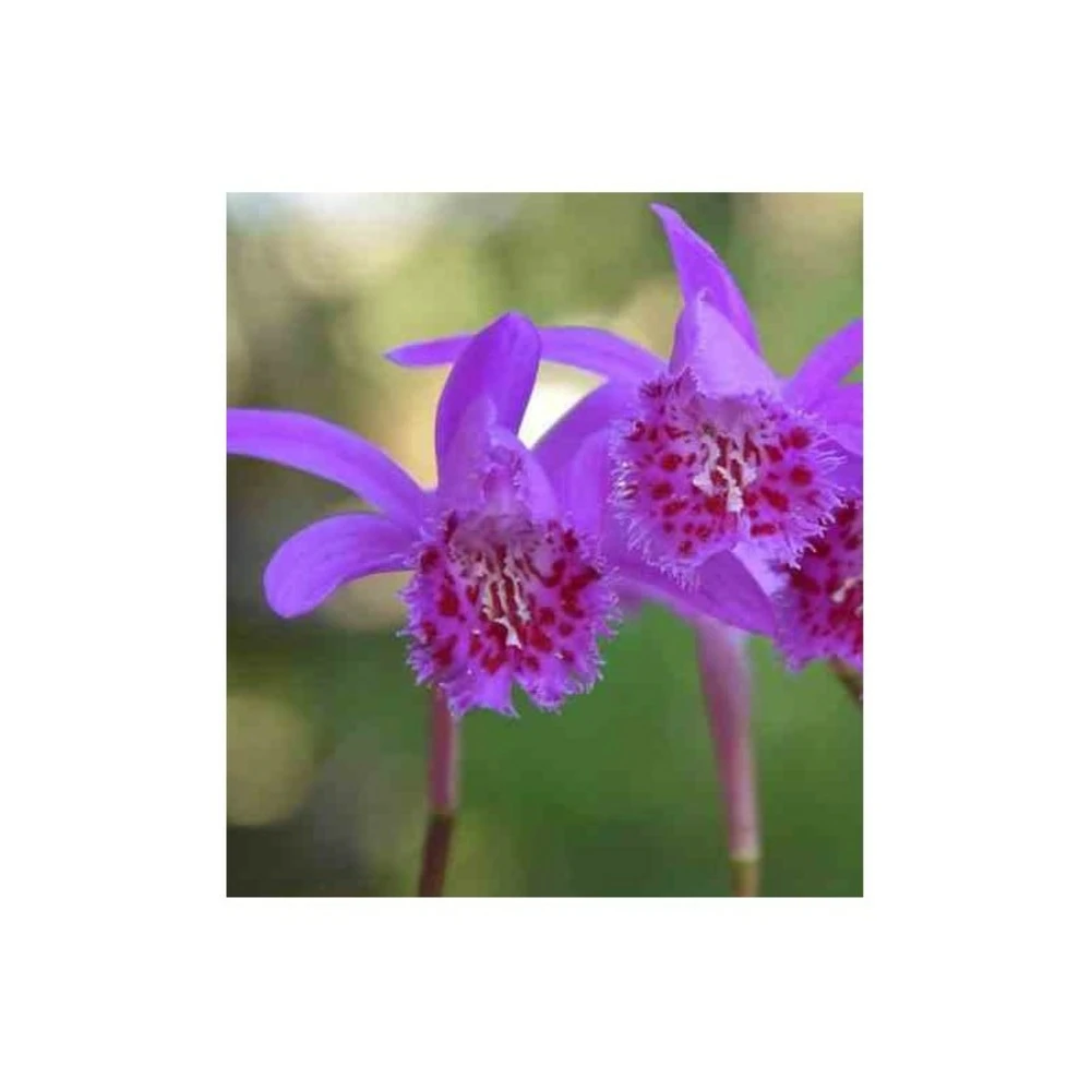 Pleione 'bulbocodiodes' Rose - Taille Pot De 1 Litre - 0/40 Cm – Image 2