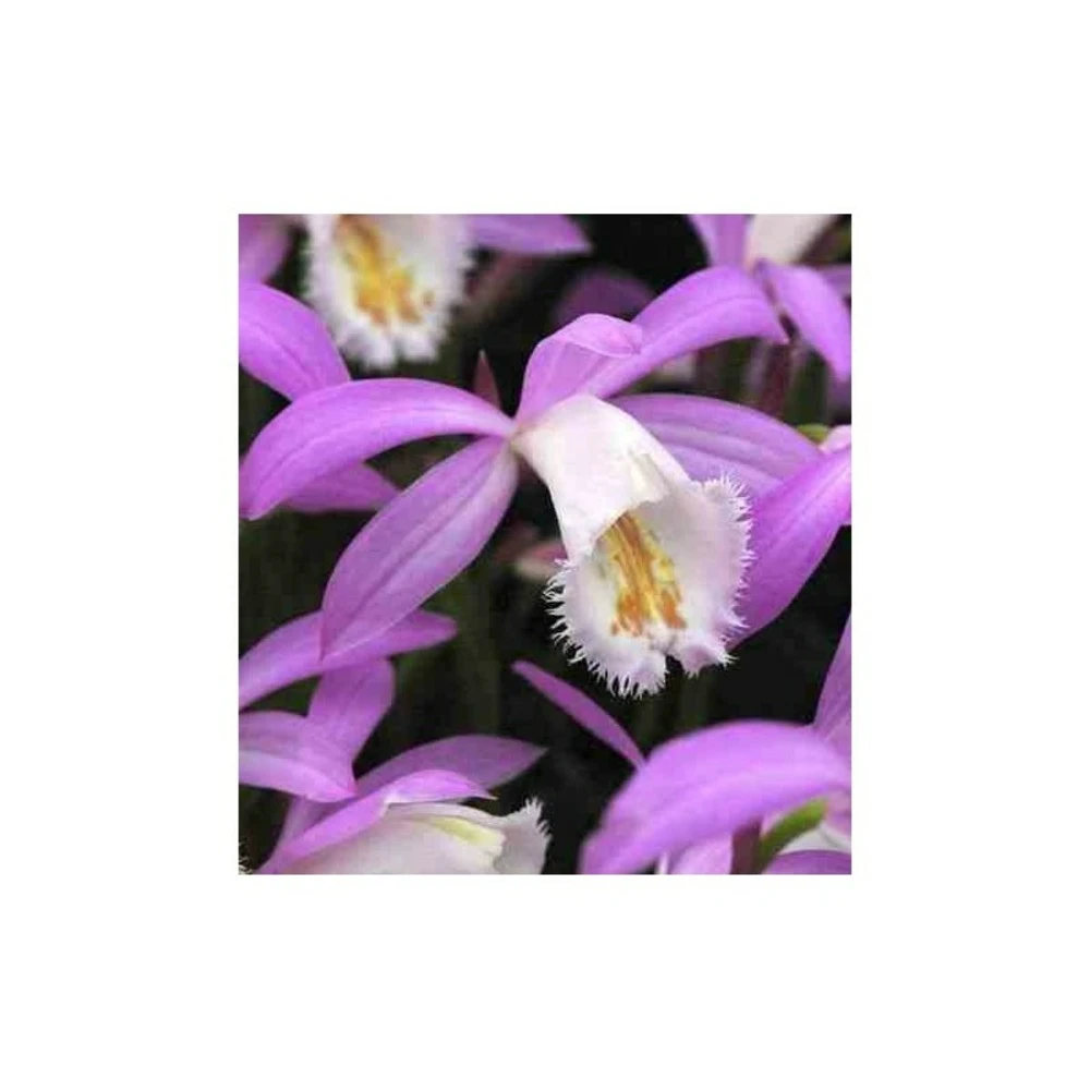 Pleione Formosana Taille Pot De 1 Litre - 0/40 Cm - Blanc Et Rose – Image 2