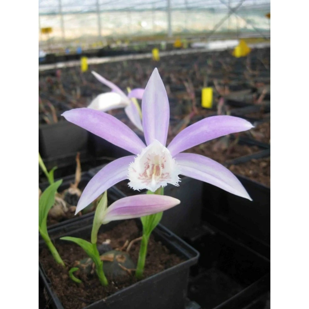 Pleione Formosana Taille Pot De 1 Litre - 0/40 Cm - Blanc Et Rose