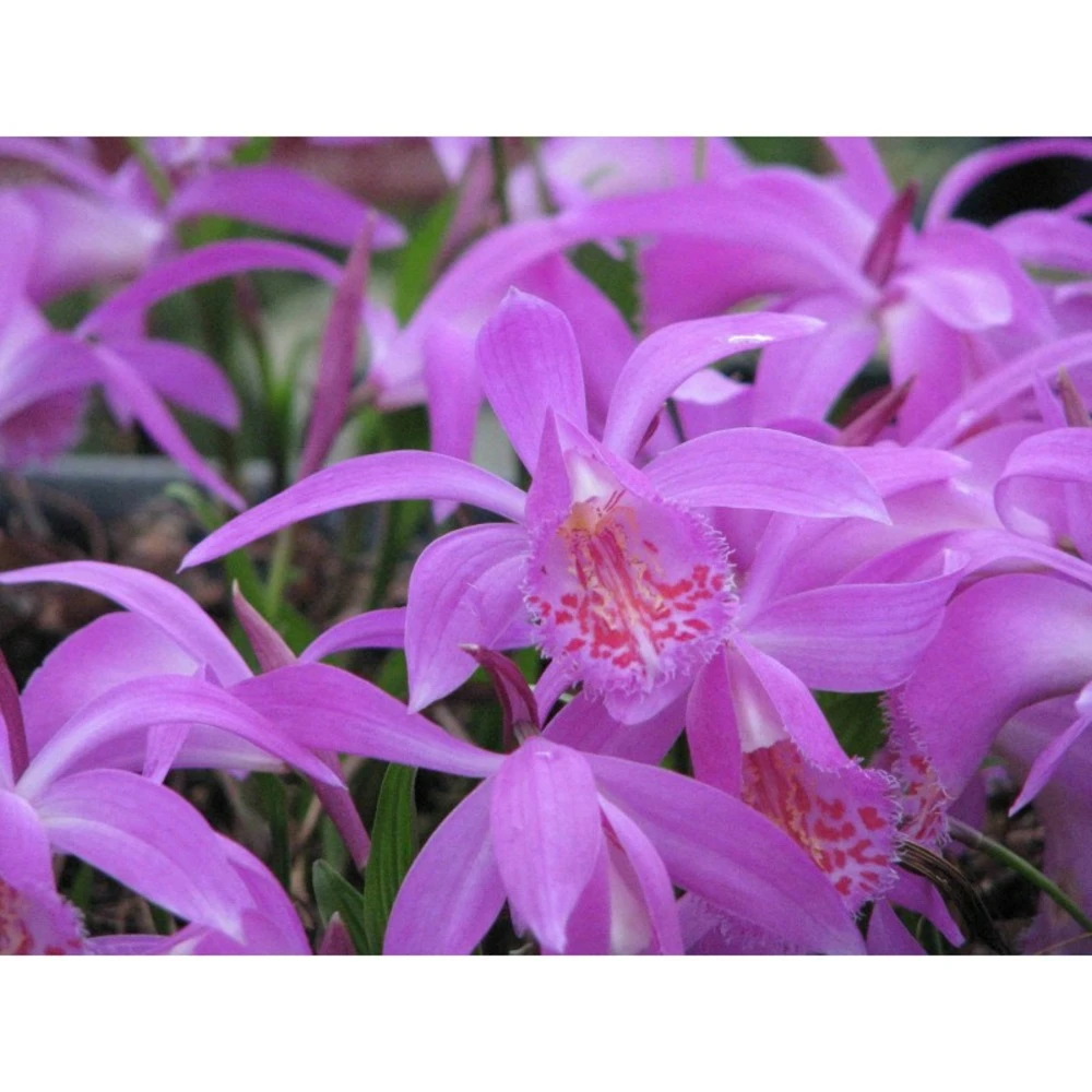 Pleione "tongariro" Taille Pot De 1 Litre - 0/40 Cm