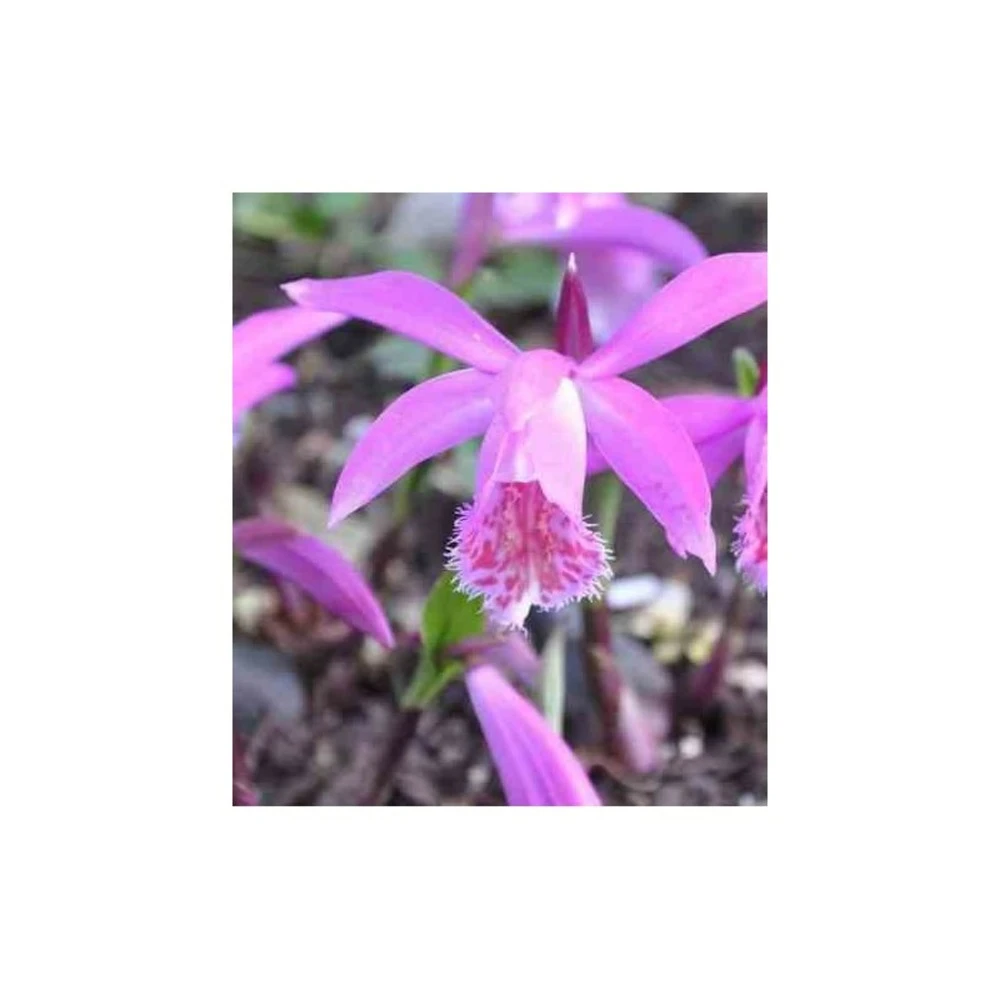 Pleione "tongariro" Taille Pot De 1 Litre - 0/40 Cm – Image 2