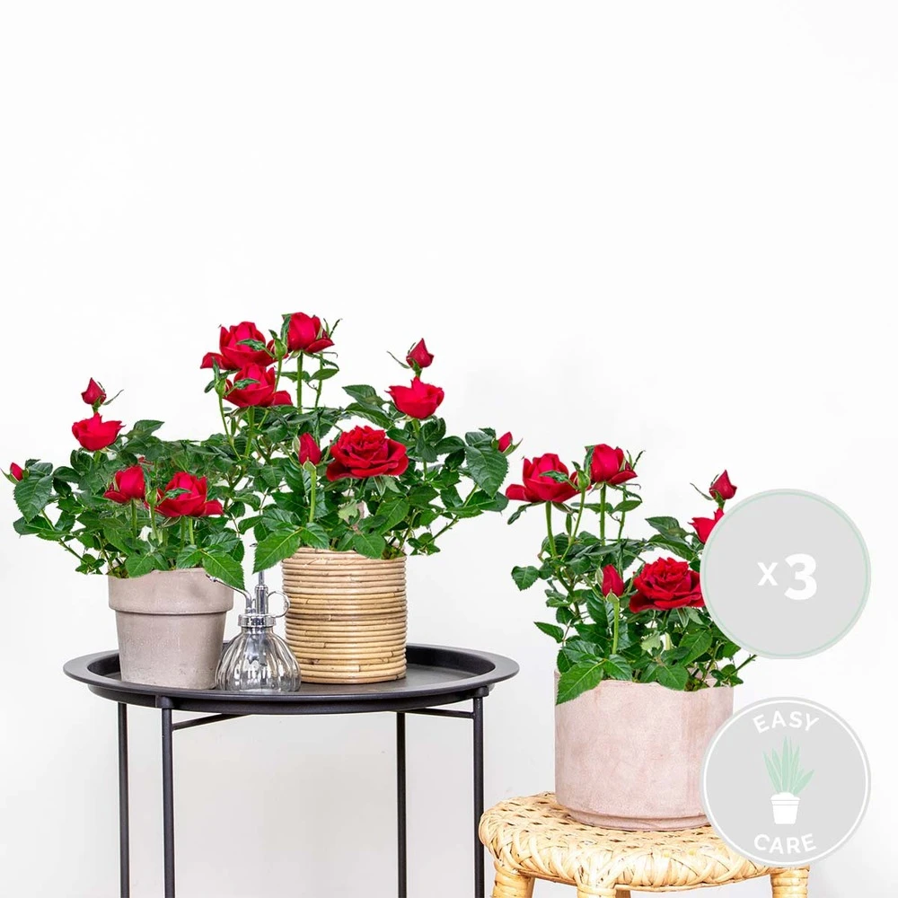 3x Pot Rose Rouge - Rosa - Plante D'intérieur & Terrasse - ⌀12cm– ↕20-30cm – Image 2