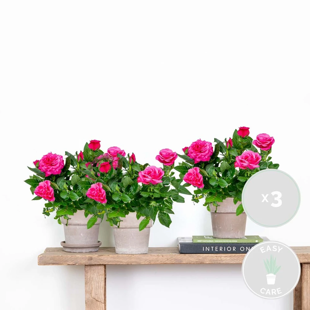 3x Pot Rose Rose - Rosa – Plante De Terrasse & D'intérieur – ⌀12cm – ↕20-30cm – Image 2