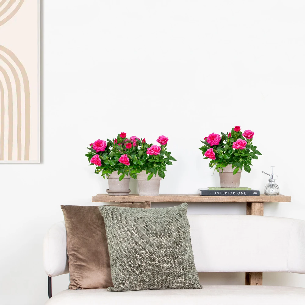 3x Pot Rose Rose - Rosa – Plante De Terrasse & D'intérieur – ⌀12cm – ↕20-30cm – Image 4