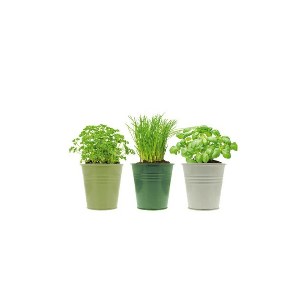 3 Pots D'herbes Aromatiques