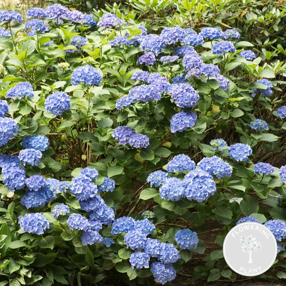 Hydrangea Macrophylla 'early Blue'– Hortensia – Arbuste - Rustique – ⌀14 Cm - ↕30-40 Cm – Image 2
