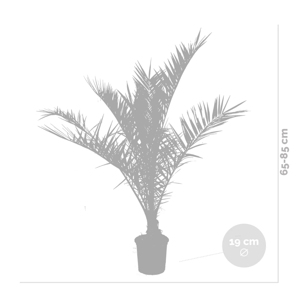 2x Phoenix Canariensis - Palmier Dattier Des Canaries - Palmier - Rustique – ⌀19 Cm - ↕80-100 Cm – Image 3