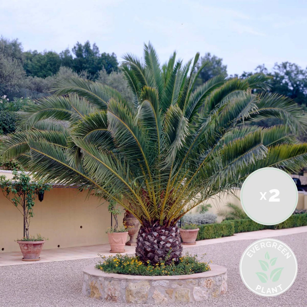 2x Phoenix Canariensis - Palmier Dattier Des Canaries - Palmier - Rustique – ⌀19 Cm - ↕80-100 Cm – Image 2