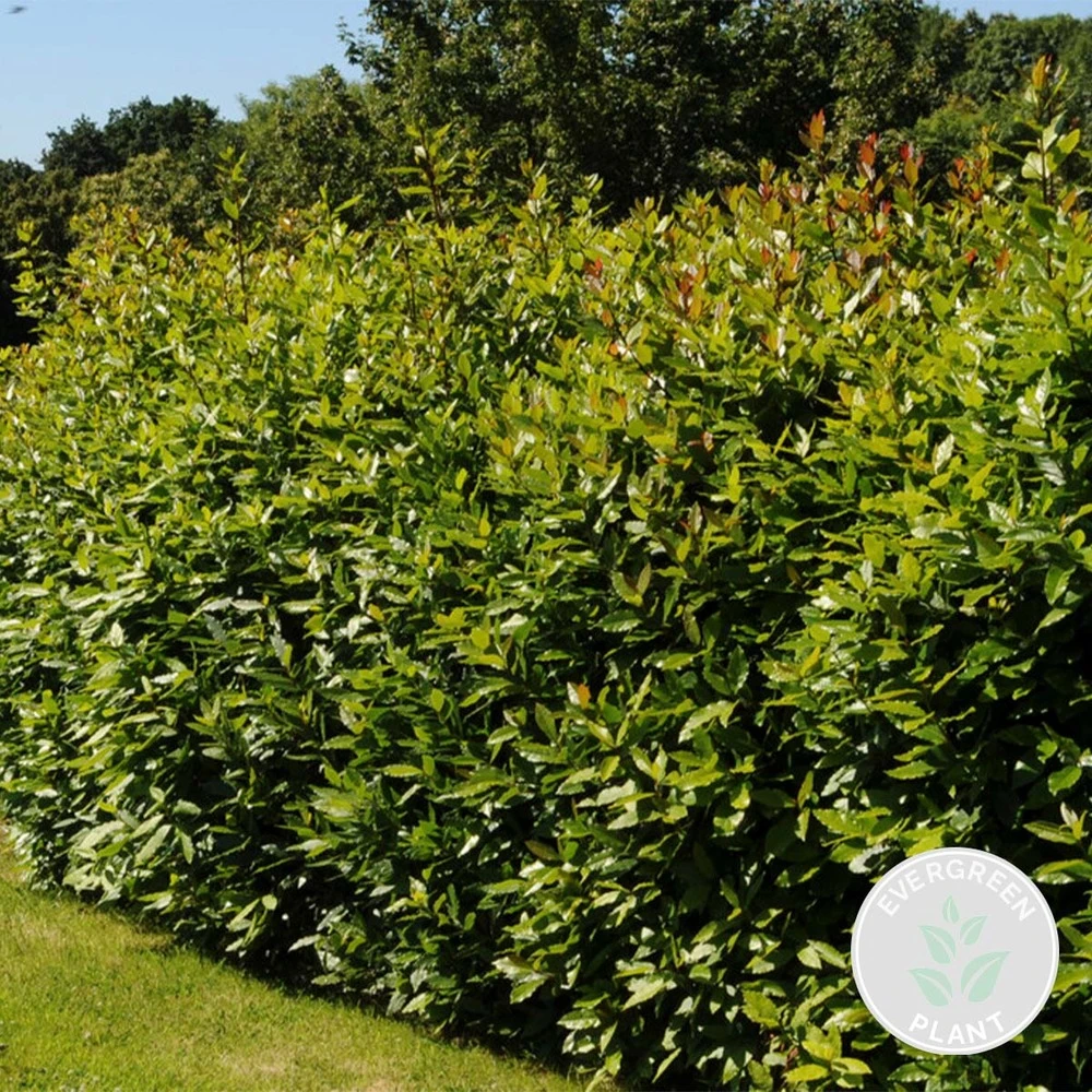 Laurus Nobilis - Laurier De Cuisine - Arbuste - Persistant – ⌀15 Cm - ↕30-45 Cm – Image 2