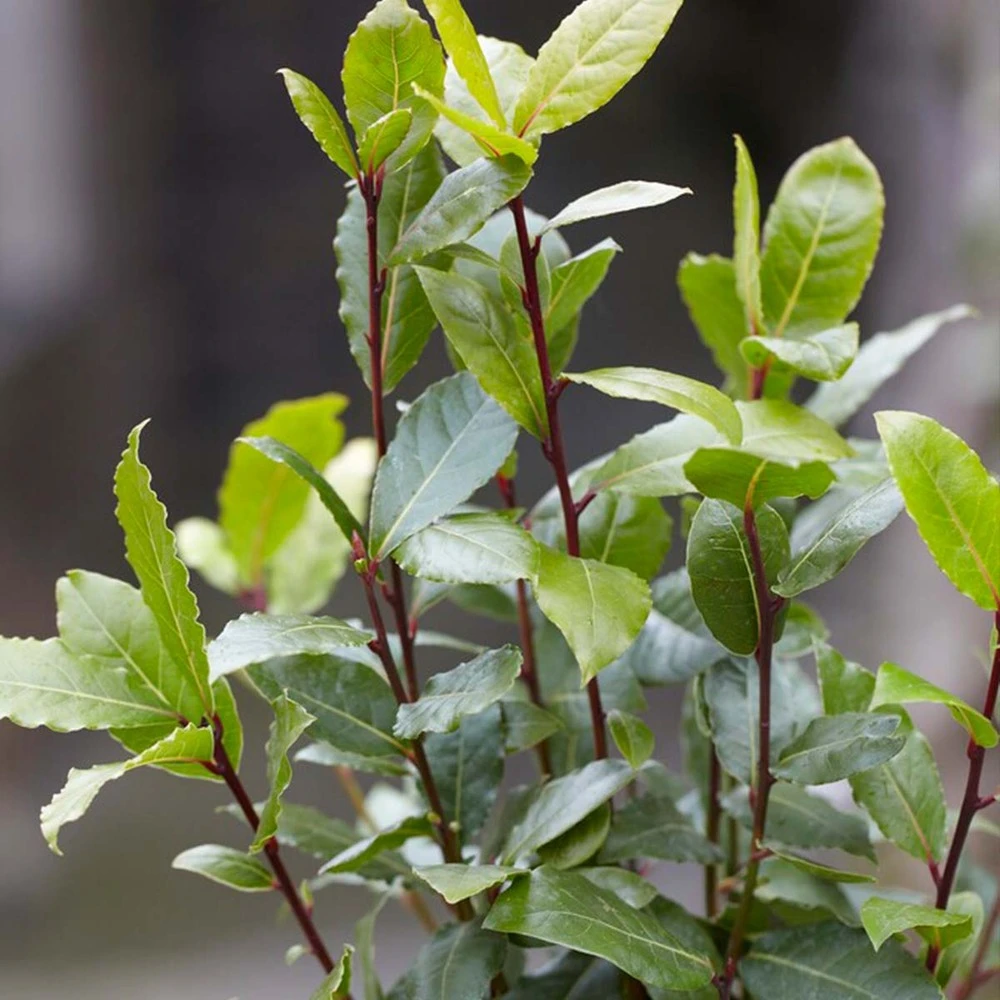 Laurus Nobilis - Laurier De Cuisine - Arbuste - Persistant – ⌀15 Cm - ↕30-45 Cm – Image 4