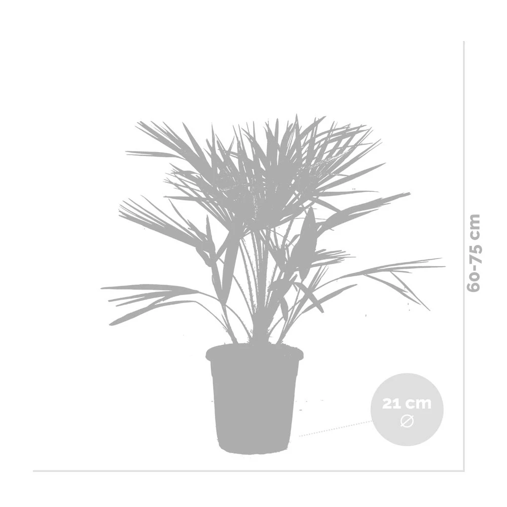 Chamaerops 'humilis' - Palmier Nain Européen - Palmier - Rustique – ⌀21 Cm - ↕60-75 Cm – Image 3