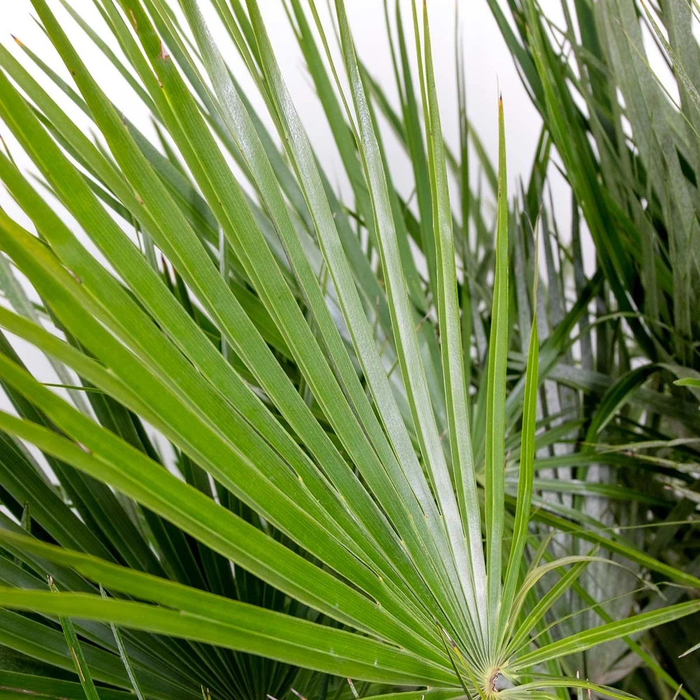 Chamaerops 'humilis' - Palmier Nain Européen - Palmier - Rustique – ⌀21 Cm - ↕60-75 Cm – Image 4