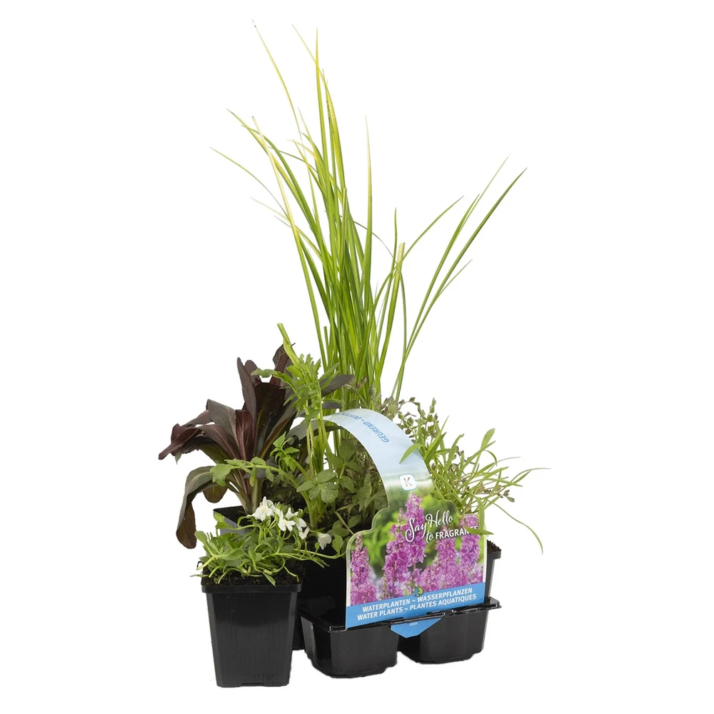 6x Mélange De Plantes Parfumées Pour Bassin – Zone 2 & 3 – Faible Entretien - ⌀9 Cm - ↕15-25 Cm