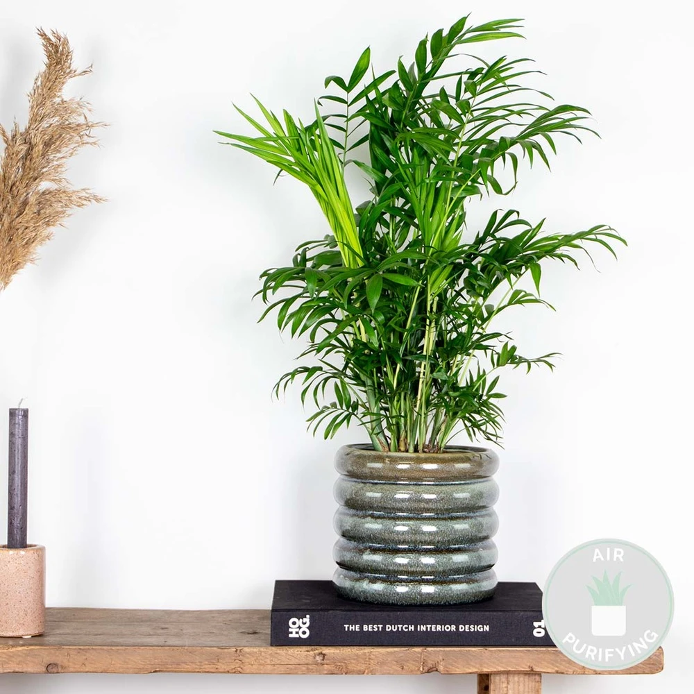 Chamaedorea Elegans - Palmier Nain Mexicain - Purificateur D'air – ⌀17 Cm - ↕50-60 Cm – Image 2