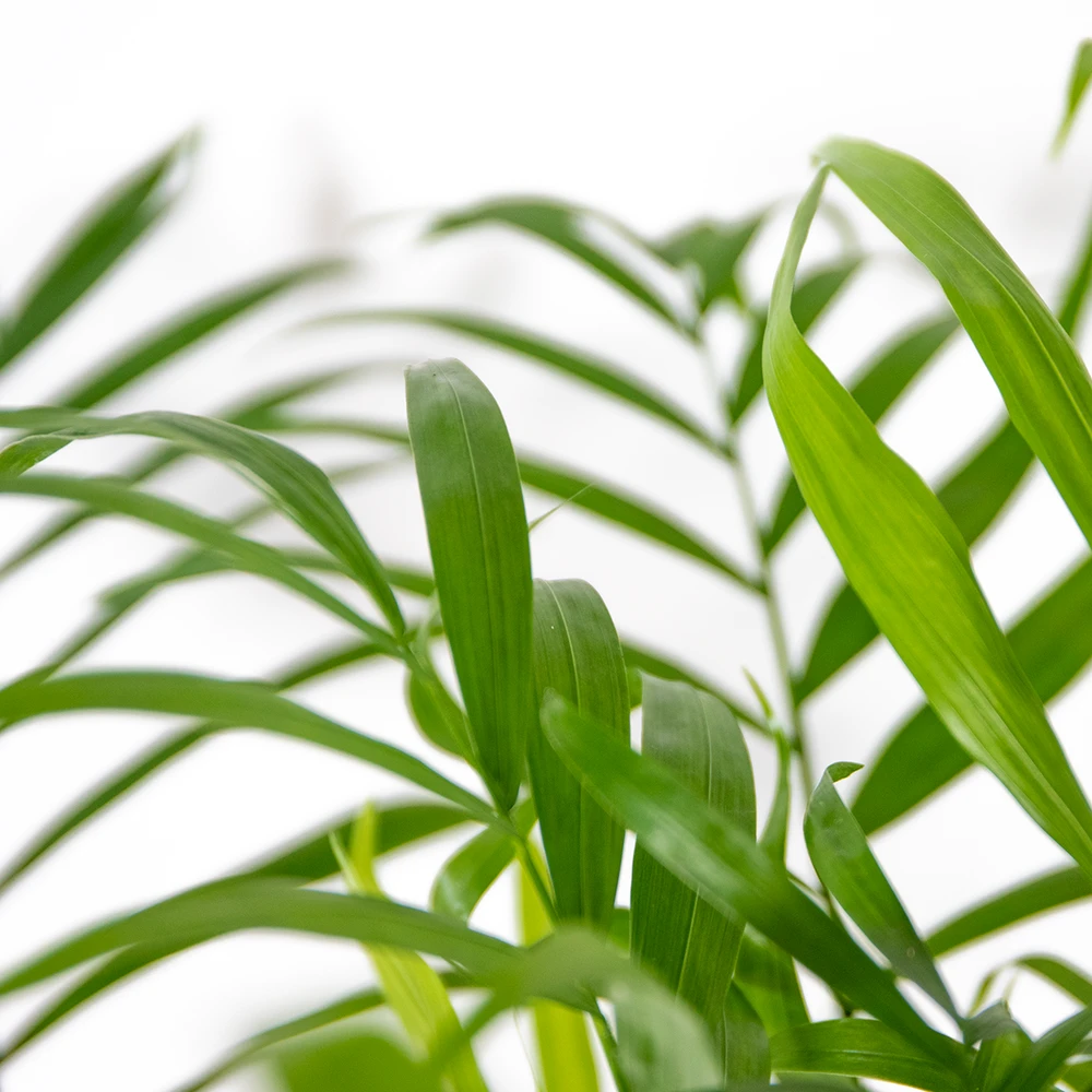 Chamaedorea Elegans - Palmier Nain Mexicain - Purificateur D'air – ⌀17 Cm - ↕50-60 Cm – Image 3