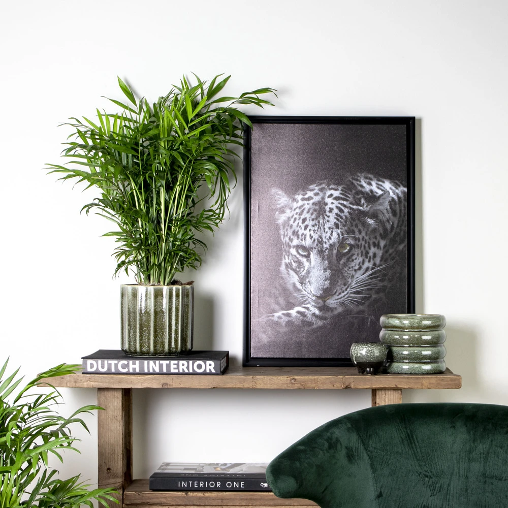 Chamaedorea Elegans - Palmier Nain Mexicain - Purificateur D'air – ⌀17 Cm - ↕50-60 Cm – Image 4