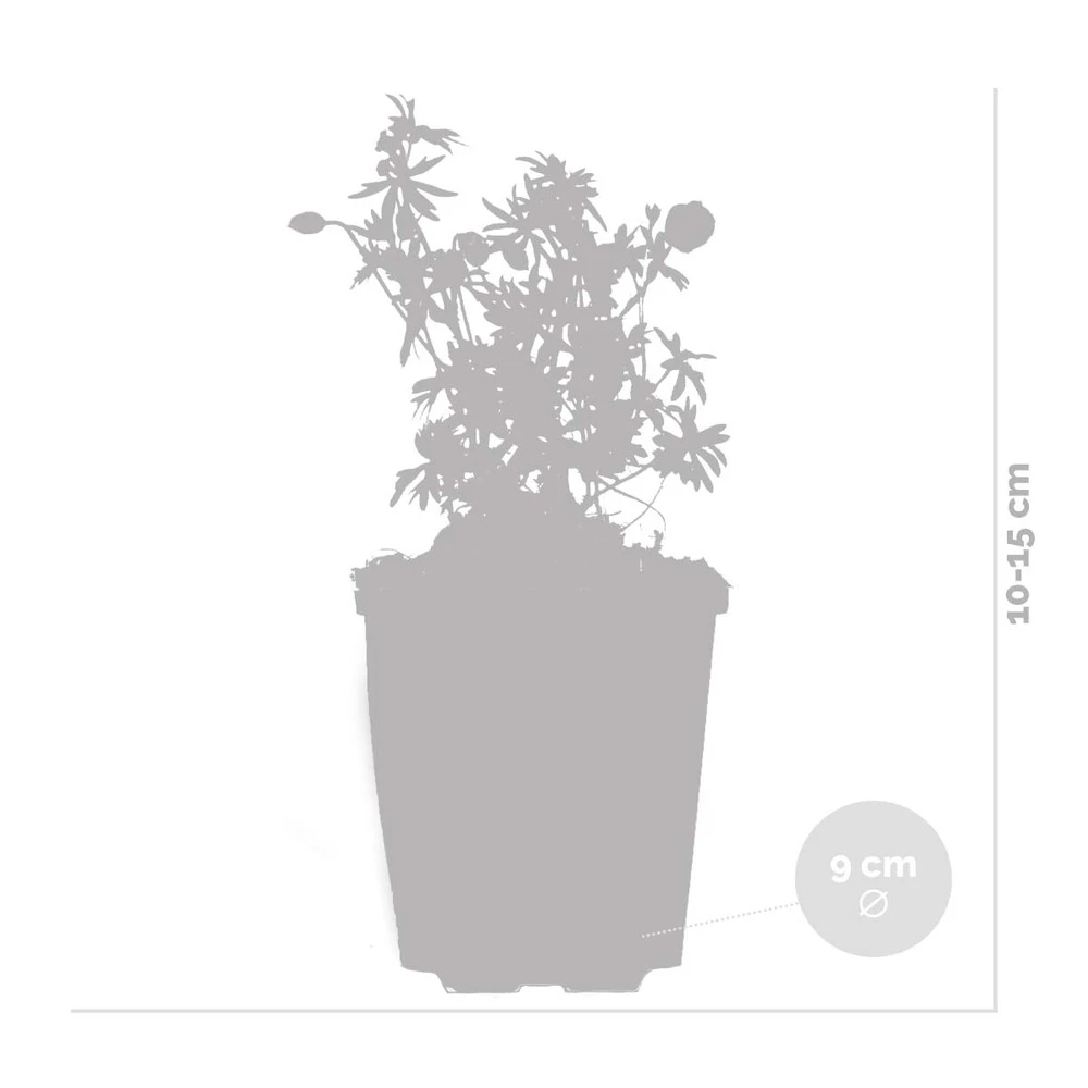 3x Geranium Sanguineum - Géranium Sanguin - Plante D'extérieur - Peu D'entretien – ⌀9 Cm - ↕10-15 Cm – Image 4