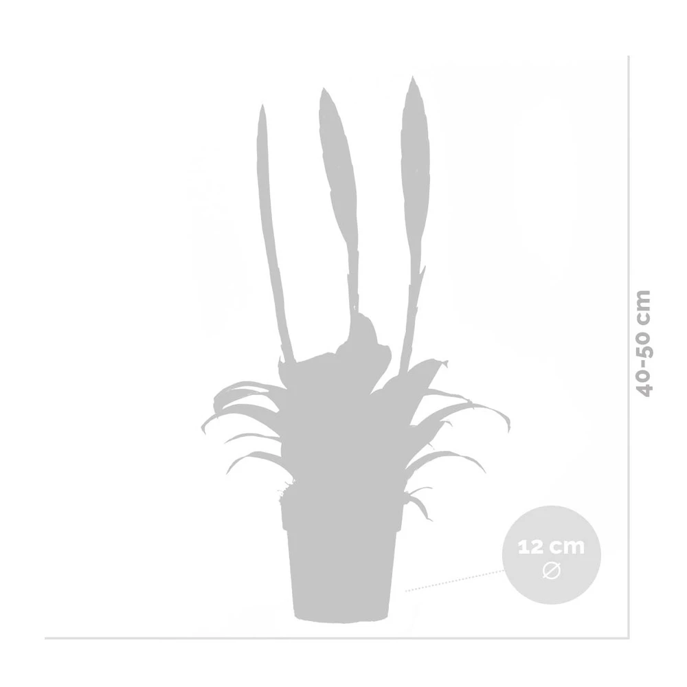 Vriesea Era – Torch Bromelia – Plante D'intérieur – Peu D'entretien – ⌀12 Cm – ↕40-50 Cm – Image 5