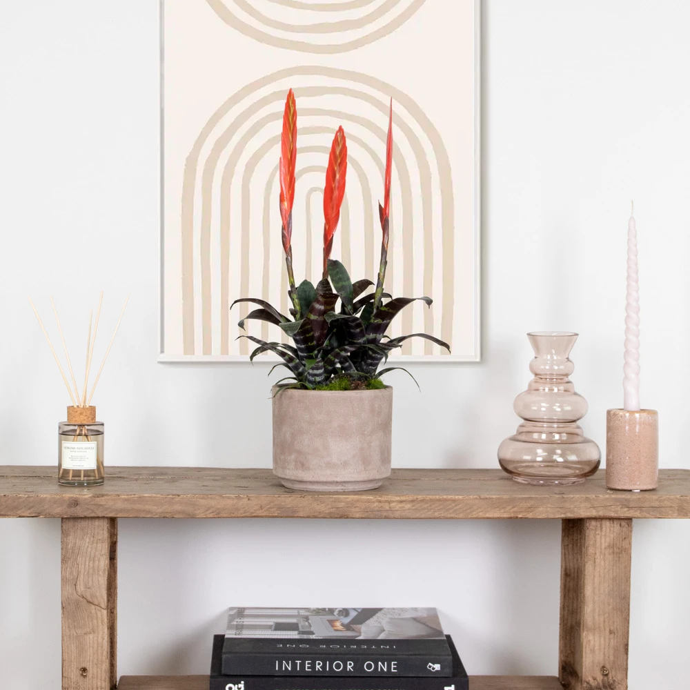 Vriesea Era – Torch Bromelia – Plante D'intérieur – Peu D'entretien – ⌀12 Cm – ↕40-50 Cm – Image 4