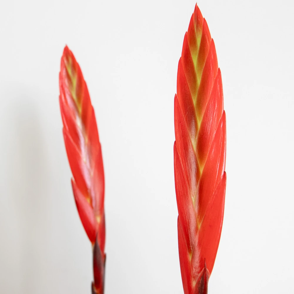 Vriesea Era – Torch Bromelia – Plante D'intérieur – Peu D'entretien – ⌀12 Cm – ↕40-50 Cm – Image 3