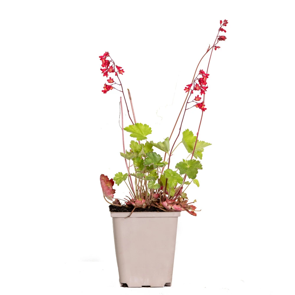 Heuchera Sanguinea 'splendens' - Campanule Pourpre - Vivace - Rustique – ⌀9 Cm - ↕10-15 Cm – Image 2