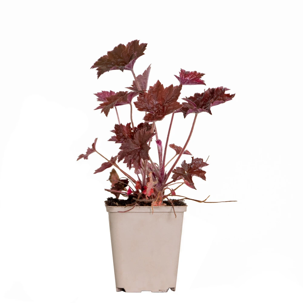 Heuchera Micrantha 'palace Purple' - Campanule - Vivace - Rustique – ⌀9 Cm - ↕10-15 Cm – Image 2