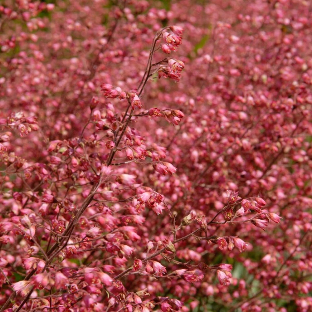 3x Heuchera Sanguinea 'splendens' - Campanule Pourpre - Vivace - Rustique – ⌀9 Cm - ↕10-15 Cm – Image 3
