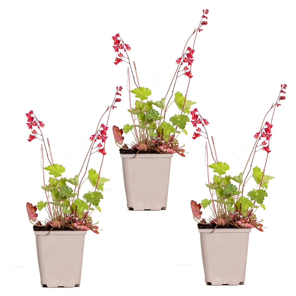 3x Heuchera Sanguinea 'splendens' - Campanule Pourpre - Vivace - Rustique – ⌀9 Cm - ↕10-15 Cm – Image 2