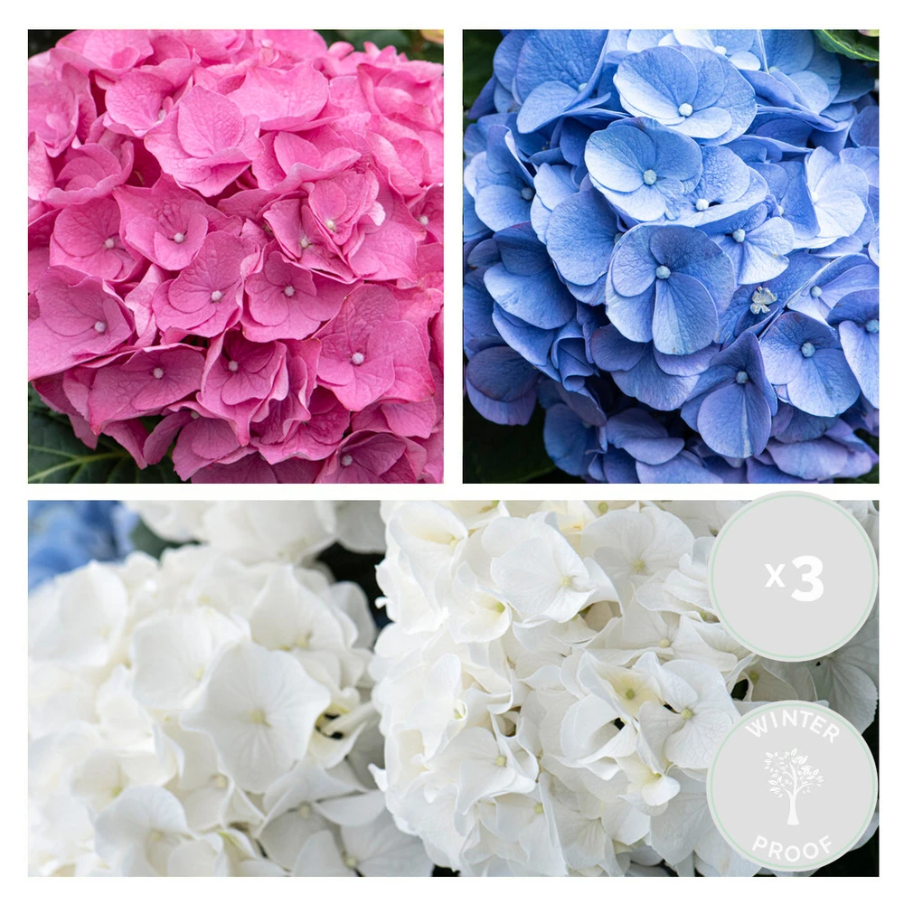 3x Hydrangea Macrophylla Mix – Hortensia – Arbuste - Rustique – ⌀10.5 Cm - ↕20-25 Cm – Image 2