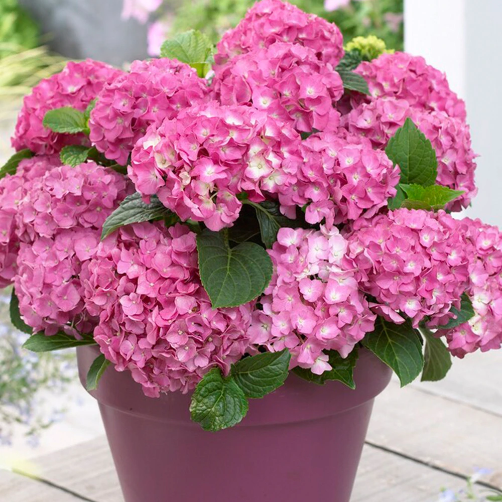 3x Hydrangea Macrophylla Mix – Hortensia – Arbuste - Rustique – ⌀10.5 Cm - ↕20-25 Cm – Image 4
