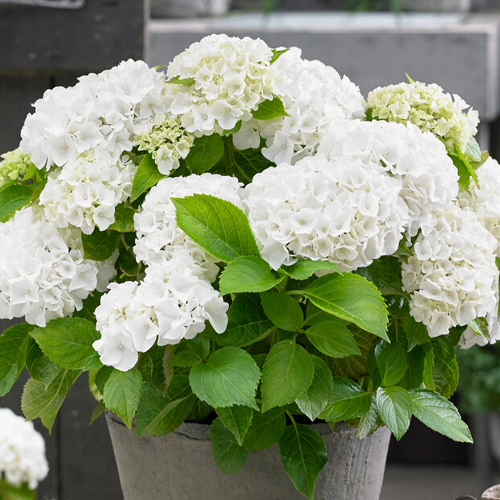 3x Hydrangea Macrophylla Mix – Hortensia – Arbuste - Rustique – ⌀10.5 Cm - ↕20-25 Cm – Image 5
