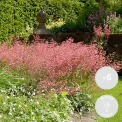 6x Heuchera Sanguinea 'splendens' - Campanule Pourpre - Vivace - Rustique – ⌀9 Cm - ↕10-15 Cm