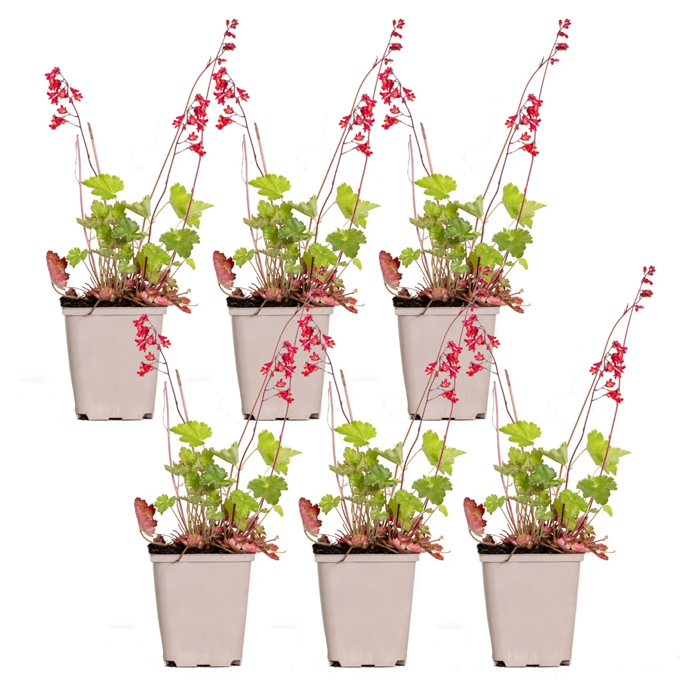 6x Heuchera Sanguinea 'splendens' - Campanule Pourpre - Vivace - Rustique – ⌀9 Cm - ↕10-15 Cm – Image 2