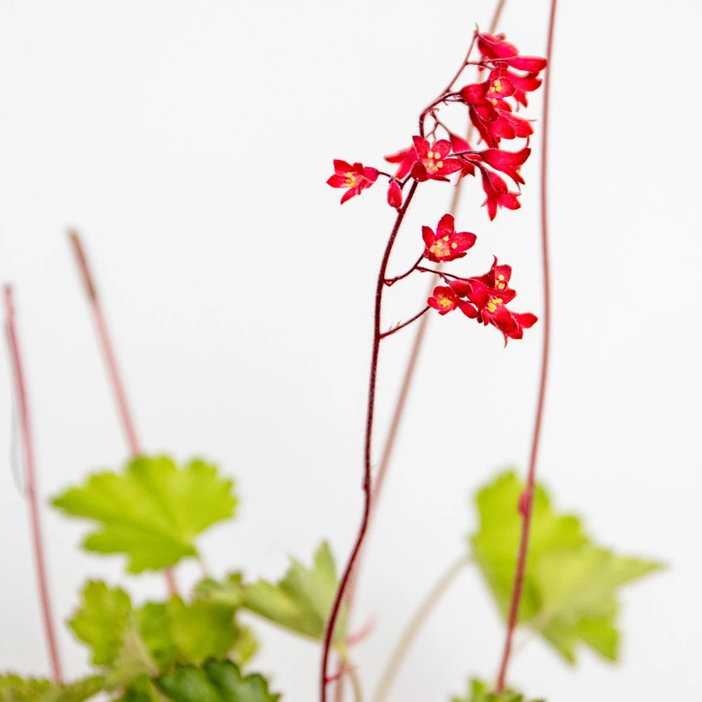 6x Heuchera Sanguinea 'splendens' - Campanule Pourpre - Vivace - Rustique – ⌀9 Cm - ↕10-15 Cm – Image 5