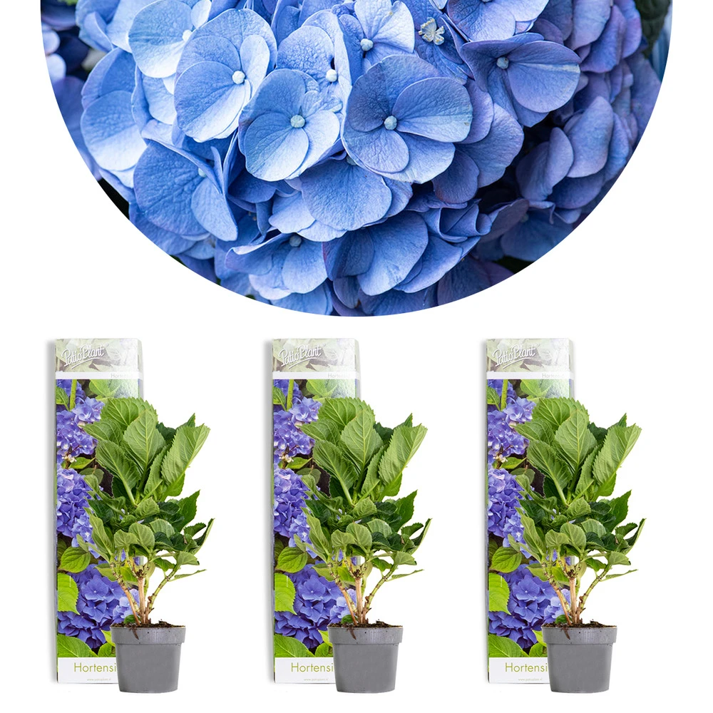 3x Hydrangea Macrophylla 'early Blue' - Hortensia - Arbuste - Rustique – ⌀10.5 Cm - ↕20-25 Cm