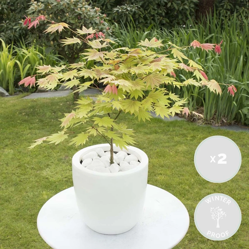2x Acer Shirasawanum 'moonrise' - érable Du Japon - Arbuste - Rustique - ⌀19 Cm - ↕40-50 Cm – Image 2