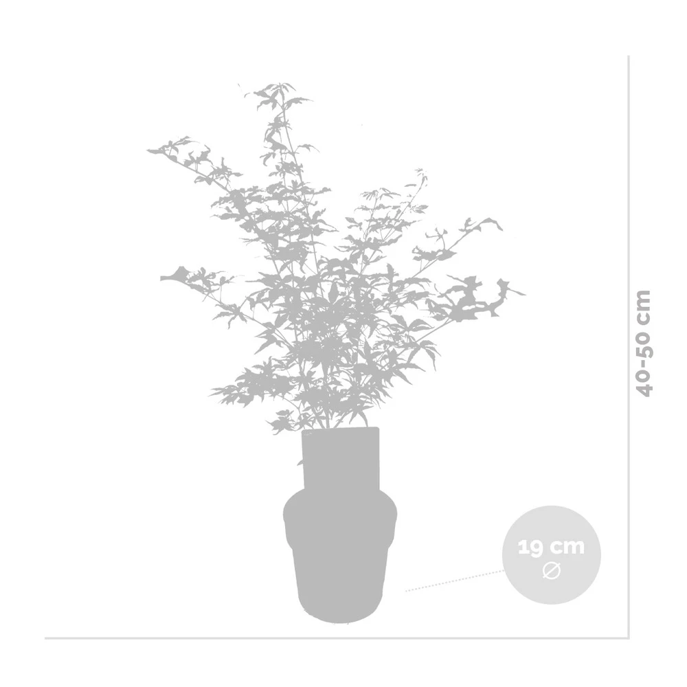 2x Acer Shirasawanum 'moonrise' - érable Du Japon - Arbuste - Rustique - ⌀19 Cm - ↕40-50 Cm – Image 3